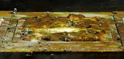 pic_biofilme_4 pic_biofilme_4