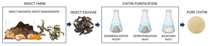 Multi-step process of chitin extraction from pupae skins (exuviae) of the insect black soldier fly.
