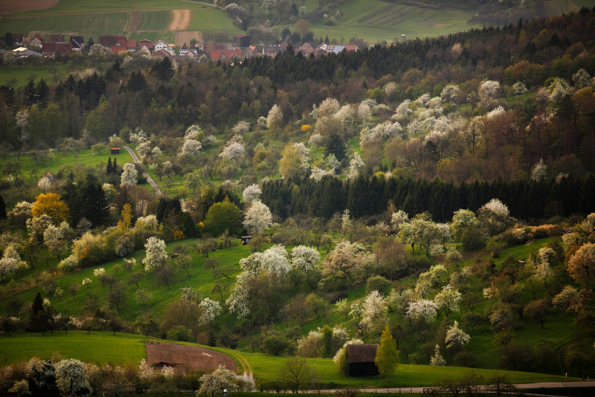 Streuobstwiesen bei Auenwald im Rems-Murr Kreis 