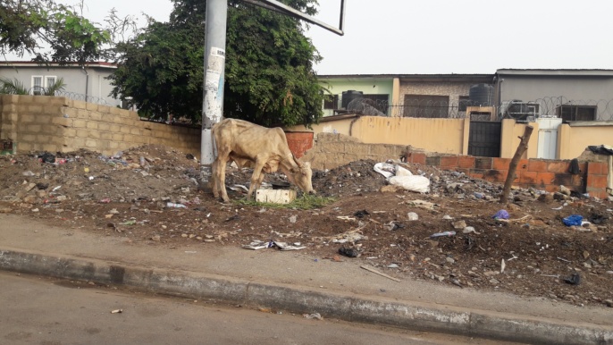 dump and cow